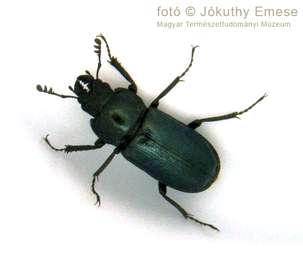 kép2_Platycerus_caraboides_kis_fémesszarvasbogár_jav_600_.jpg