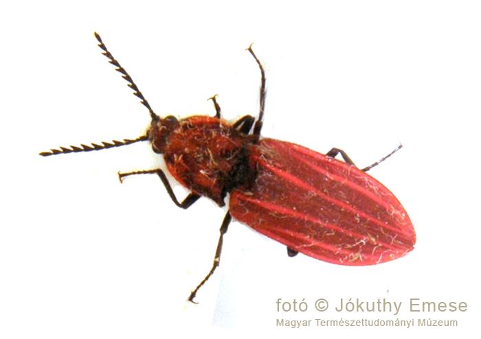 kép3_Anostirus_purpureus_tűzvörös_pattanó_jav_700_web_.jpg