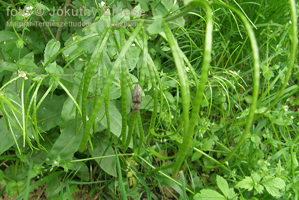 kép5_tornyos_ikravirág_Arabis_turrita_egérszínűpattanóval_jav_600_1.jpg