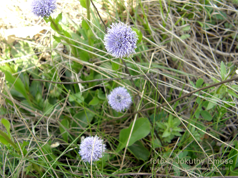 kép6_közönséges_gubóvirág_globularia_punctata_800_web_.jpg