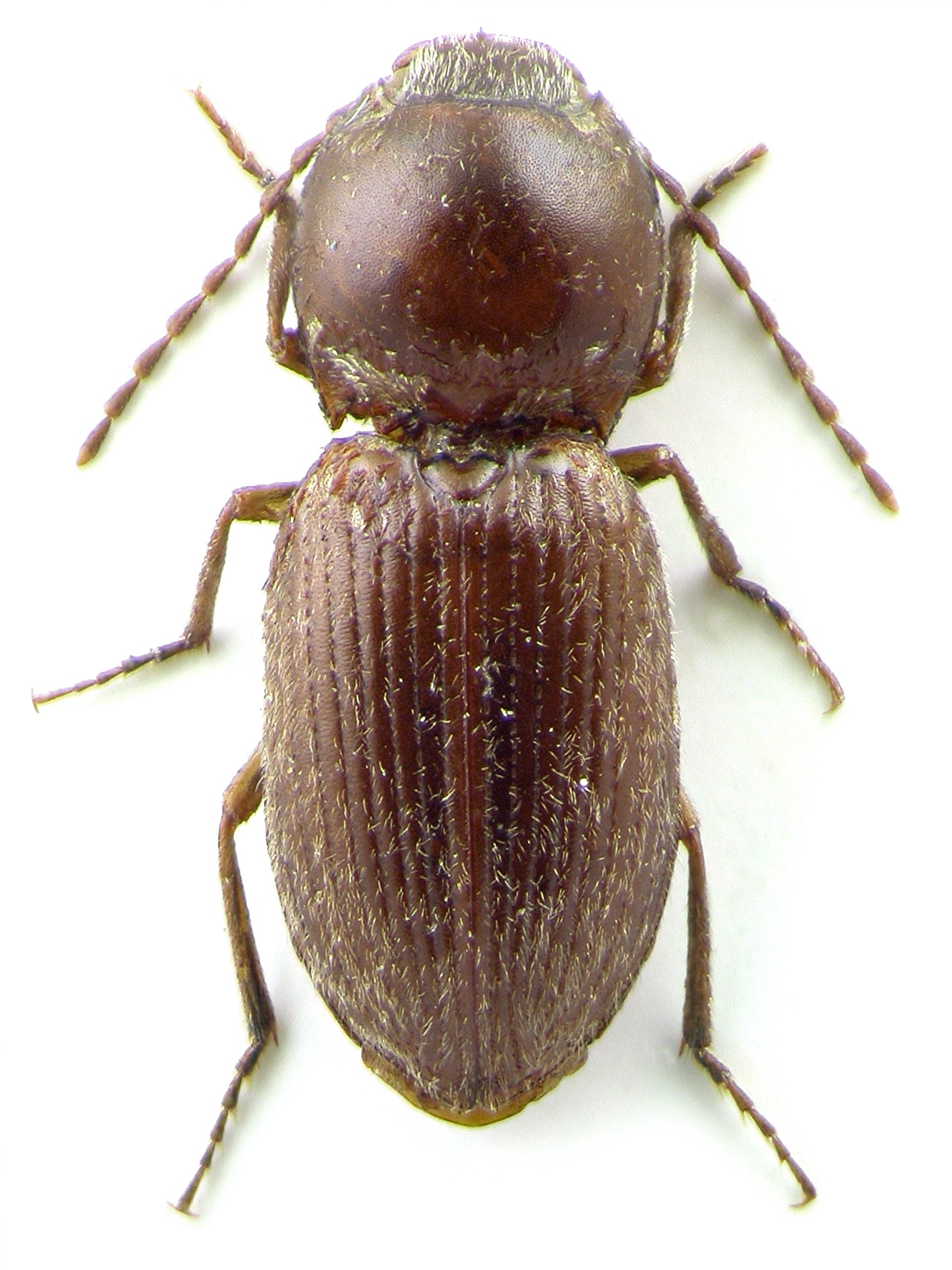 coptostethus_kundratai_nsp3_male_habitus.jpg