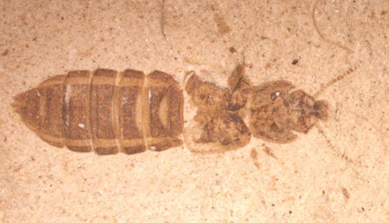 A legkorábbi ivari kétalakúság a bogaraknál