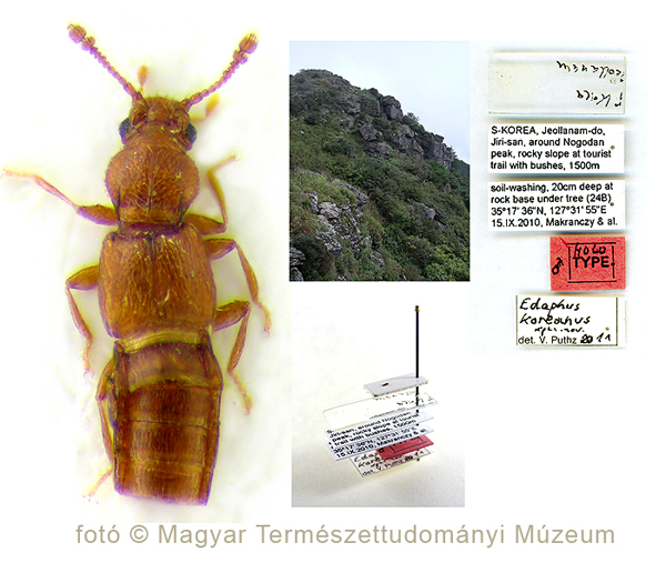 Tudományra új fajt írtak le a Magyar természettudományi Múzeum dél-koreai expedícióján gyűjtött holyvaanyagból