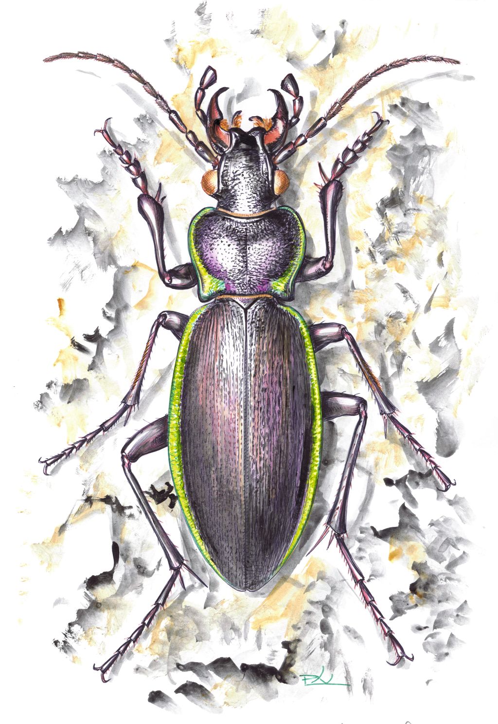 Szegélyes futrinka (Carabus marginalis)