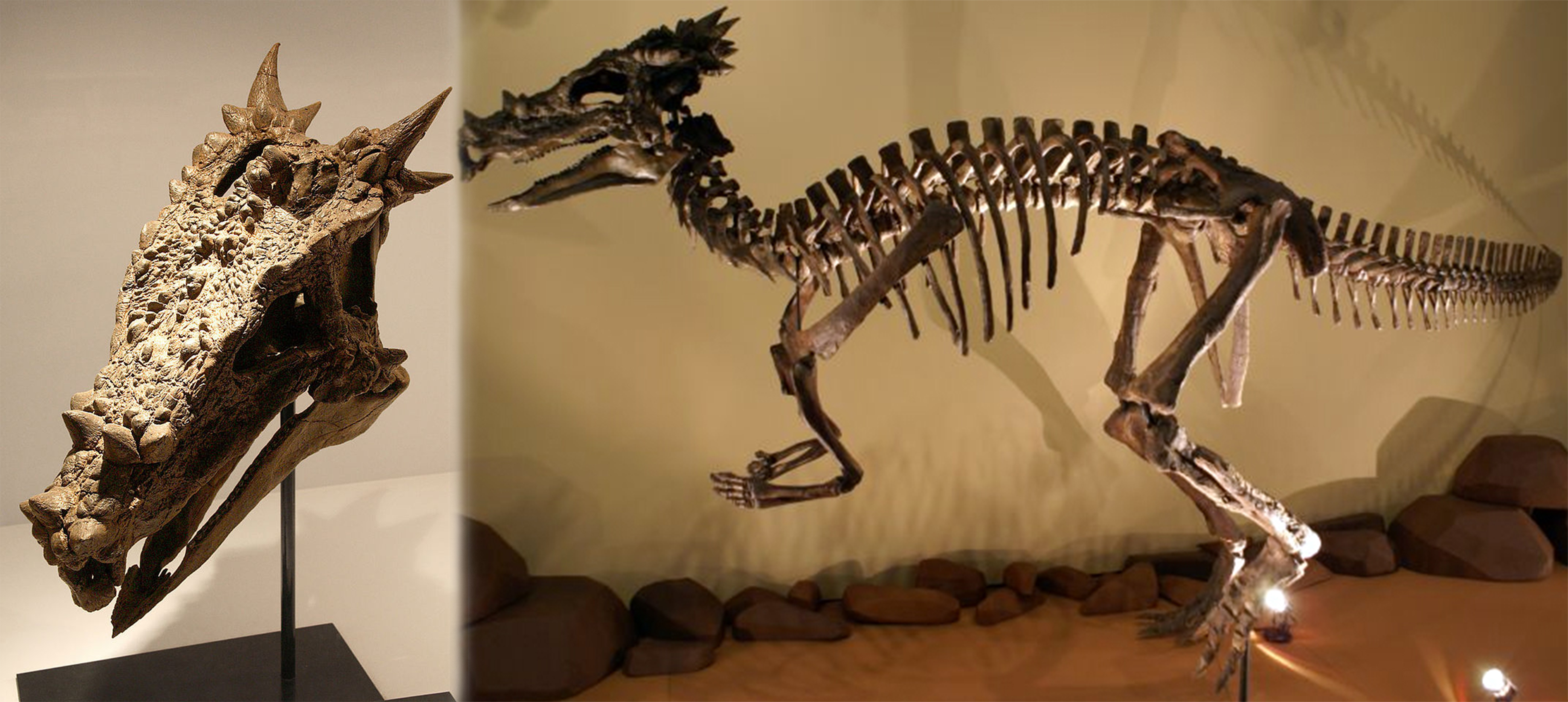 dracorex.jpg