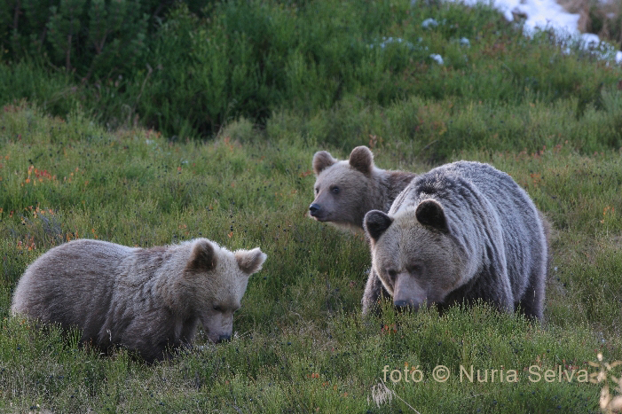 brown_bears_nurina_selva_web.jpg