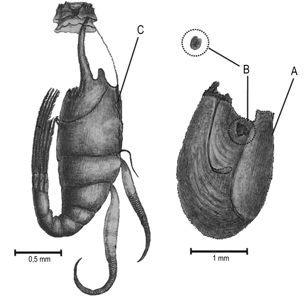 fozyistvan_ismeretterjeszto_20200327_blogcikk_darwin.jpg