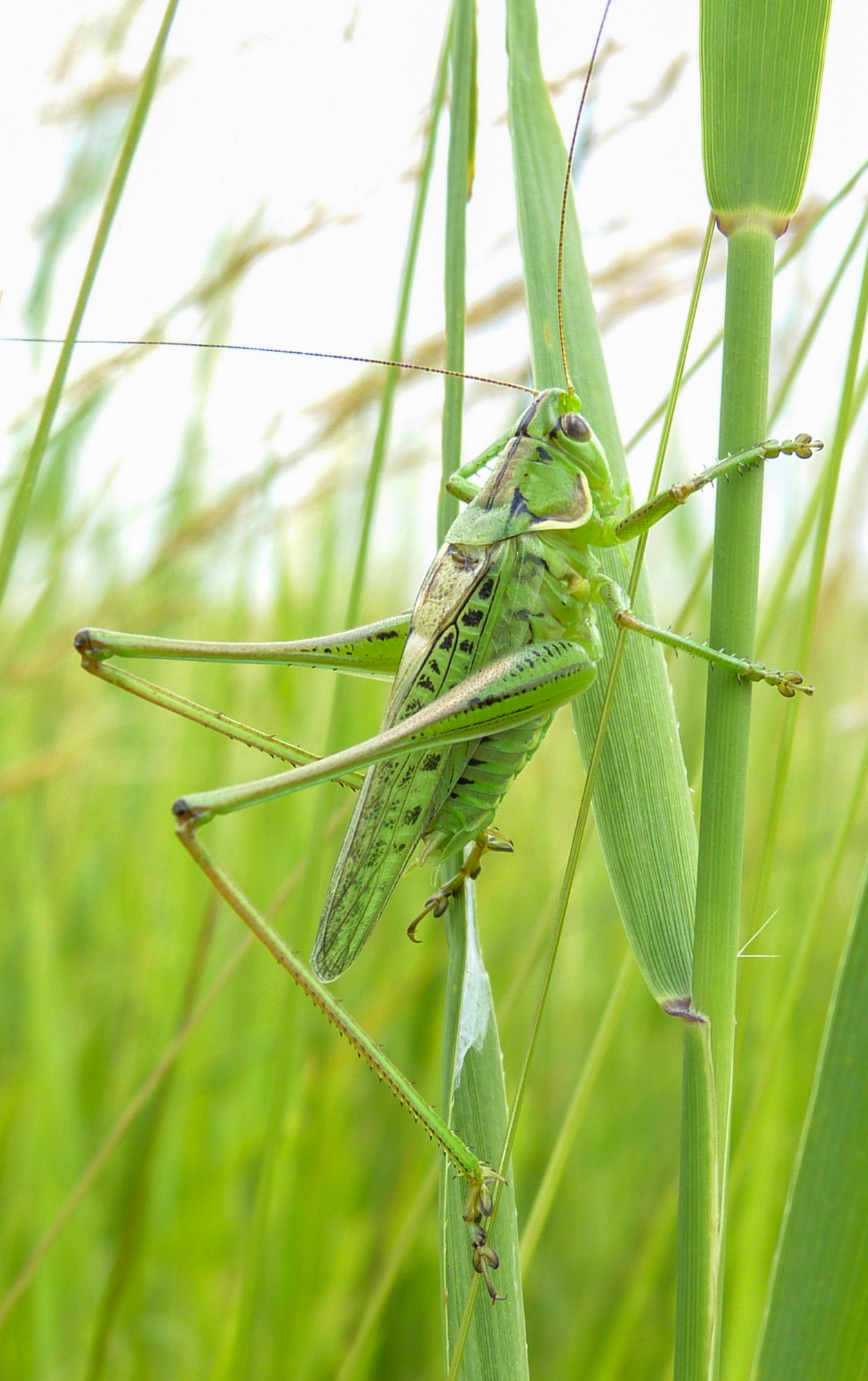 gampsocleis_glabra_kiss_tamas_1.jpg