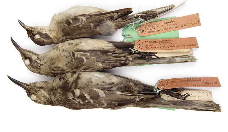 darwin-mockingbirds-galapagos-two-column.jpg