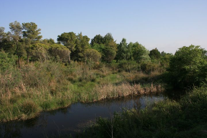 Tengerparti mocsarak a Divjaka Nemzeti Parkban (Fotó: Barina Zoltán)