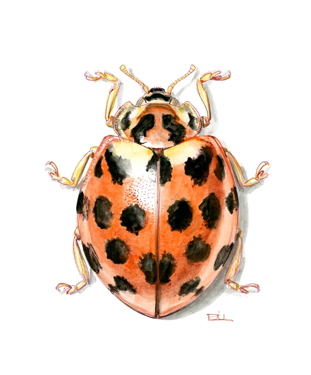 Harmonia conformis (Ausztrália)