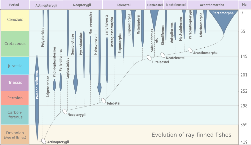 evolution_of_ray-finned_fish.png