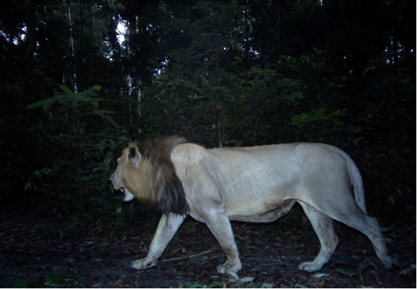 Gabon erdei oroszlánja