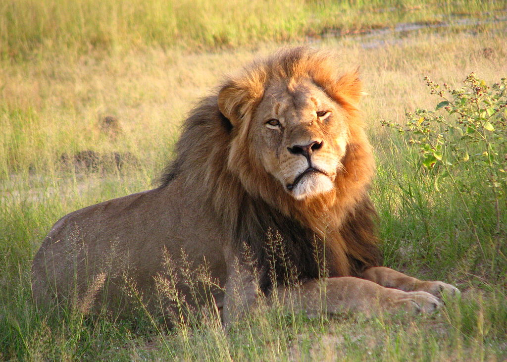 Cecil, a hímoroszlán a sajtóban és a vadonban