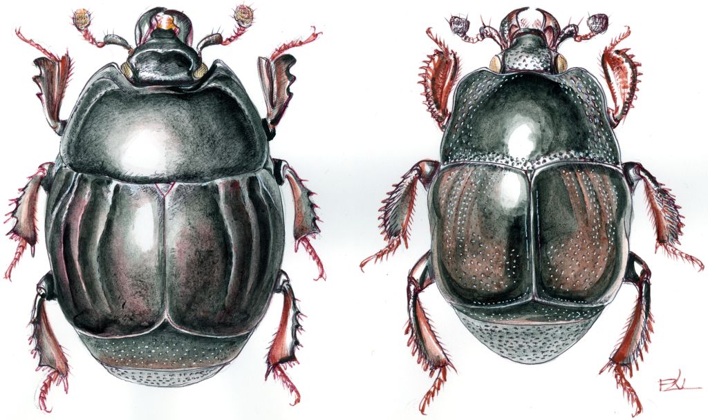 Két sutabogár: Margarinotus-faj (balra) és Saprinus-faj (jobbra)