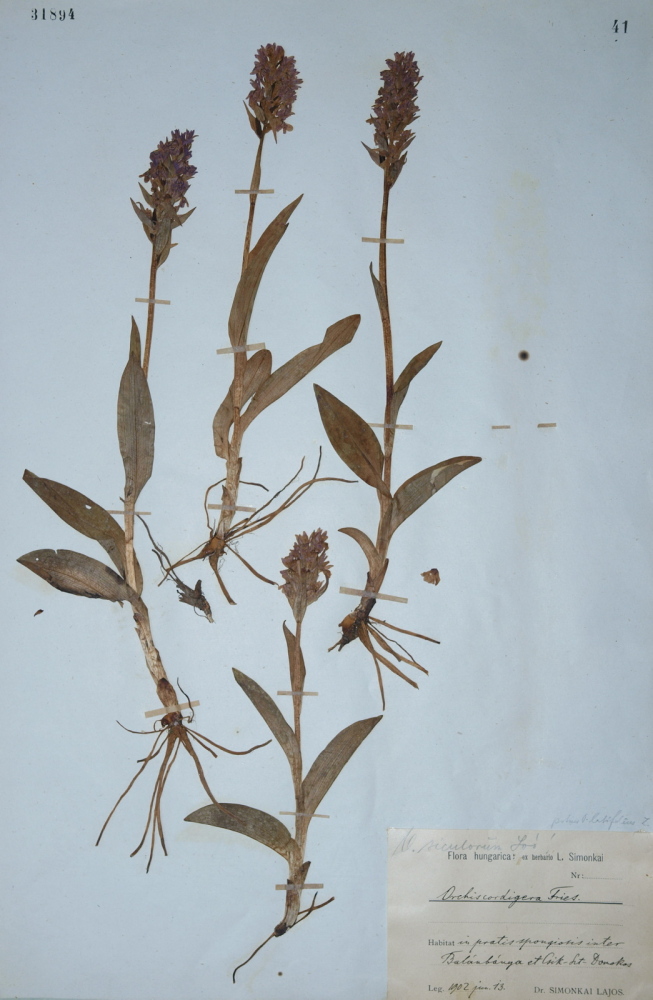1000_dactylorhiza_cordigera_evszazados_herbariumi_peldany_bp_31894_bauern.jpg