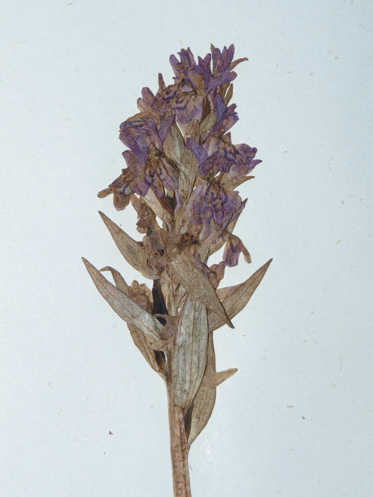 1000_dactylorhiza_cordigera_evszazados_peldany_viragzata_bp_31894_bauern.jpg