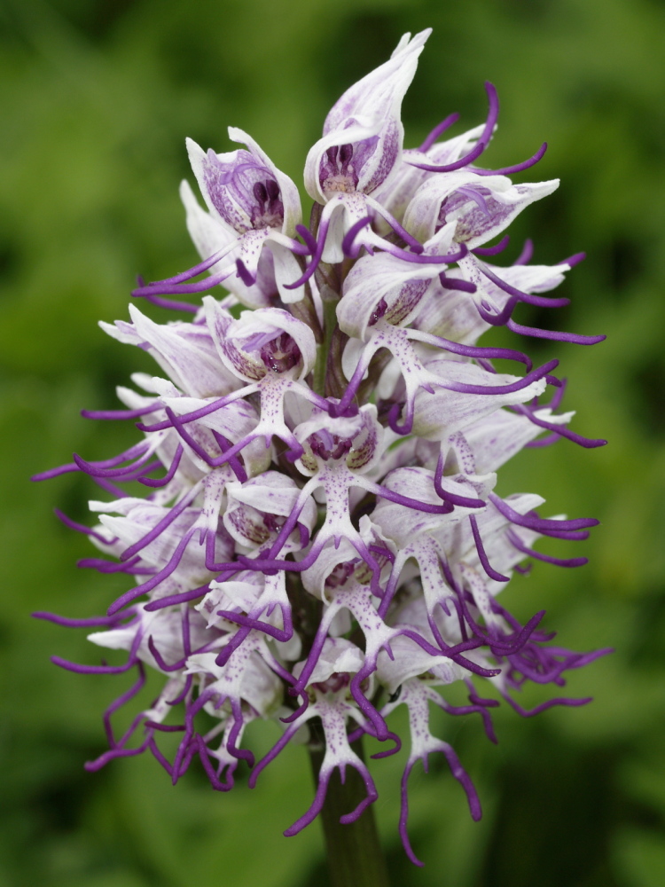 1000_orchis_simia_20080430_velika_plis_maliscak_bauern.jpg