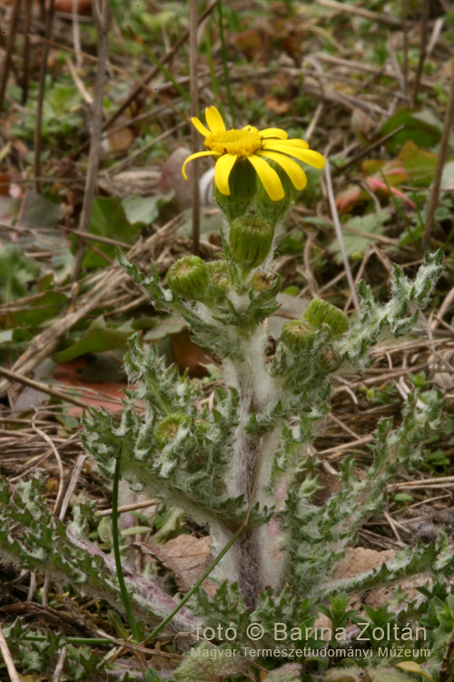 Senecio_vernalis_1_web.jpg