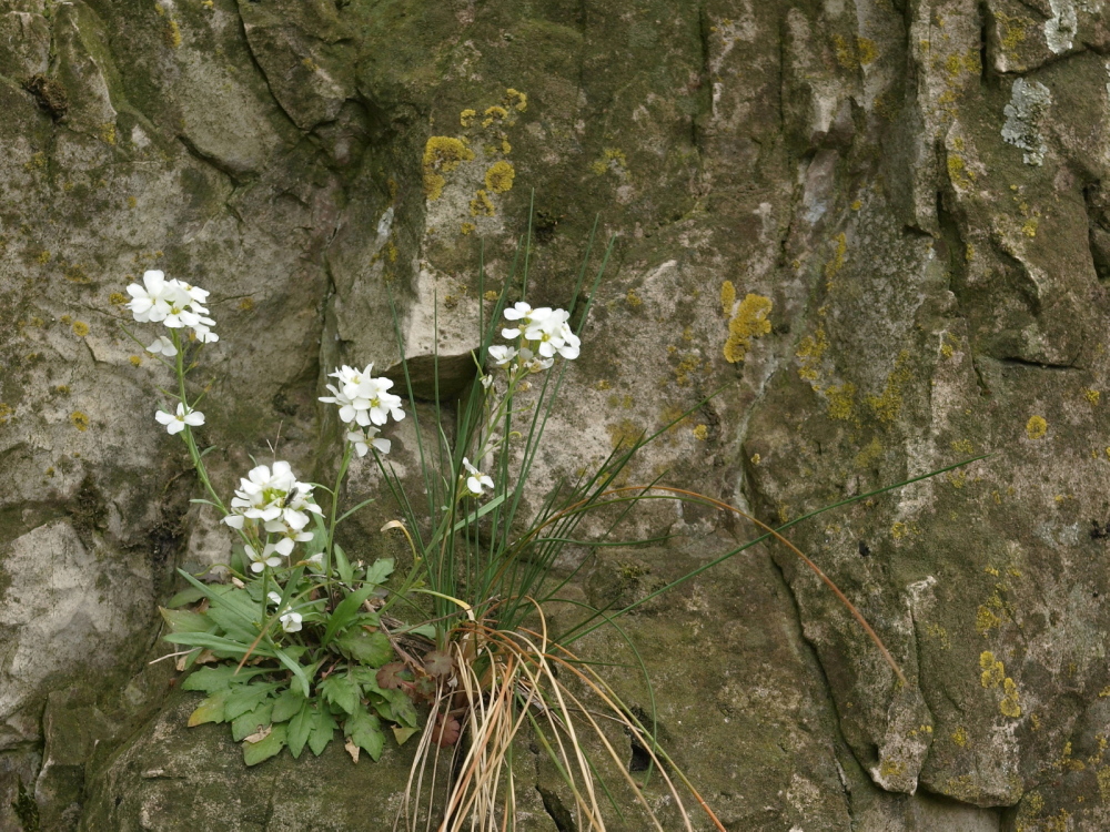 1000_arabidopsis_lyrata_petraea_dolomitsziklan_20080411_balatongyorok_bauern.jpg