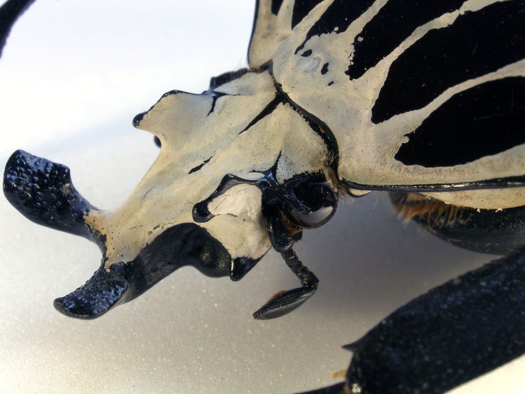 Góliátbogár (Goliathus regius) (fotó: Németh Tamás)