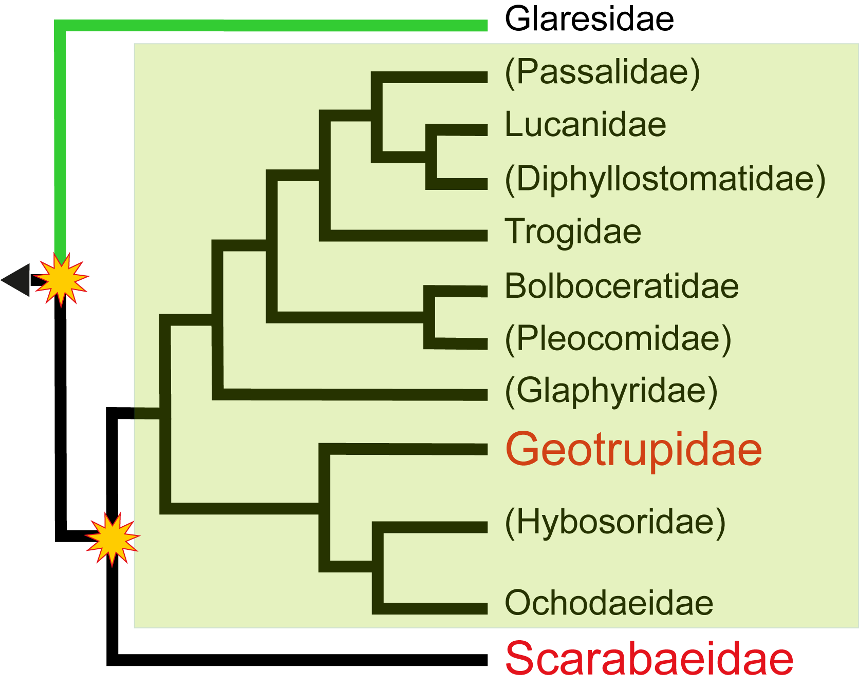 phylogenetic_tree_uj.png