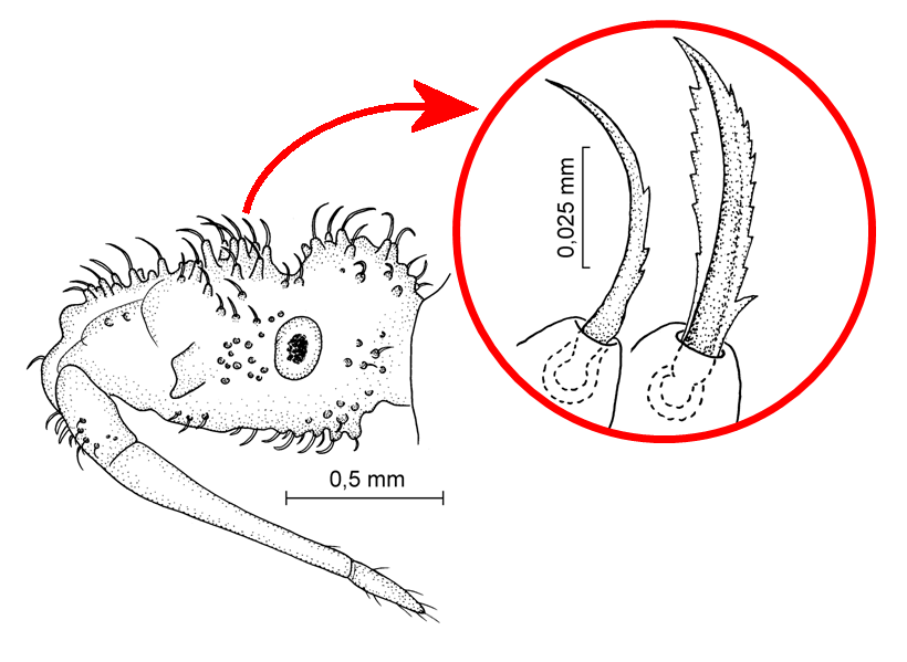 HONLAPRA Redei 2013jan FIG2.jpg