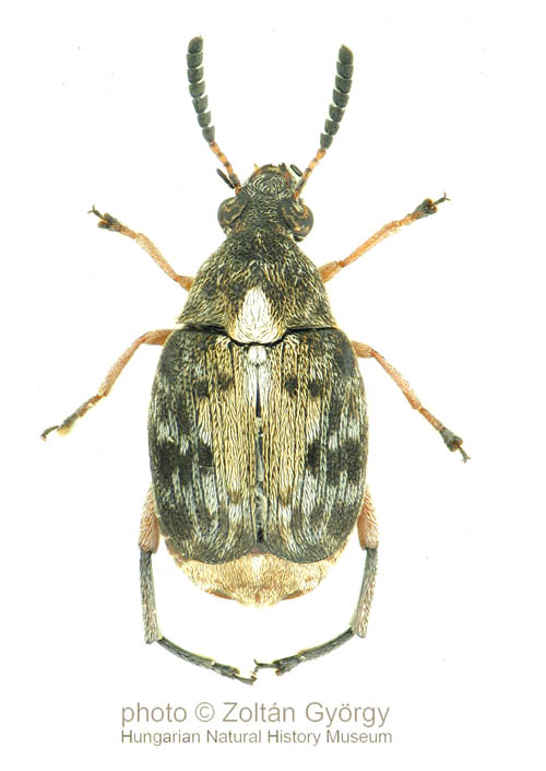 megabruchidius_dorsalis_webre_copy.jpg