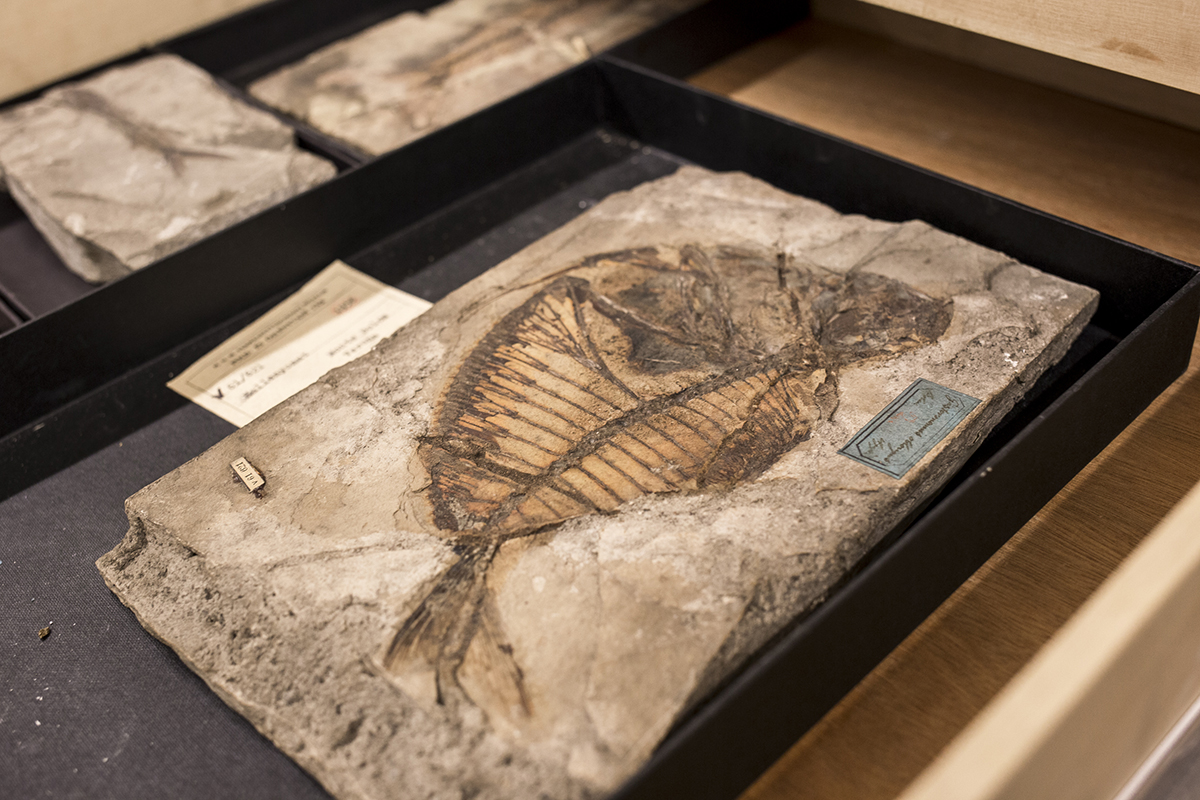 Ötvenmillió éves (eocén) őshal az olaszországi Monte Bolca lelőhelyről