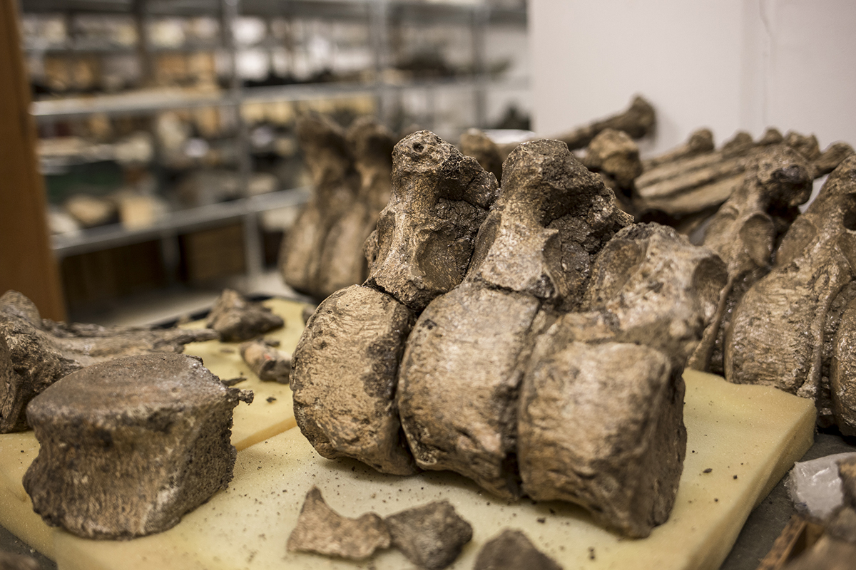 Még egy részlet az egykori „mamutkarajból”. A lelőhely nagy valószínűséggel egy ősembercsapat húsraktára volt