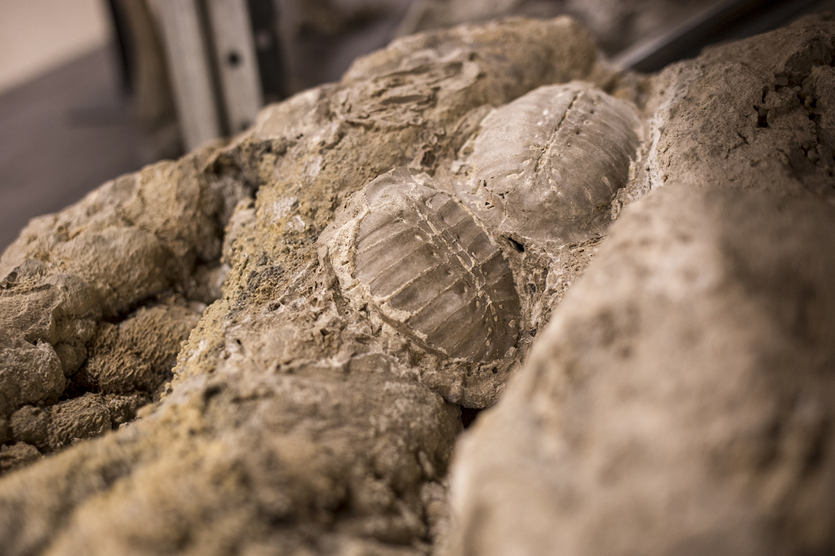 Travertinóbányából  (édesvízi mészkőből) előkerült jégkori mocsári teknősök maradványai
