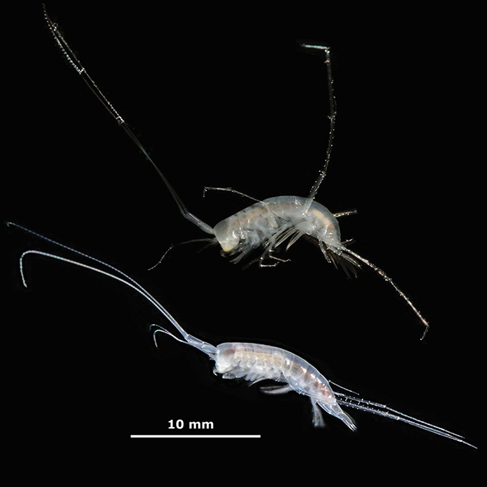 mayaweckelia_troglomorpha_elo_peldanyai_web.jpg