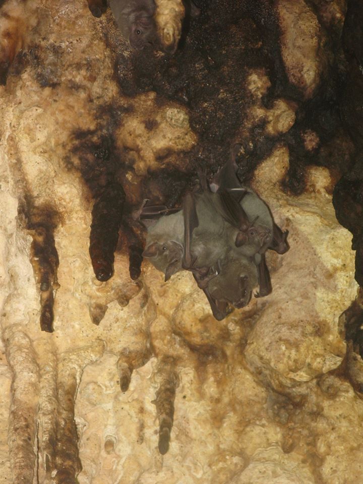 A vámpír denevérek számos faja él Mexikóban. Merülések során a levegős termek mennyzetén gyakran találkozhatunk velük. Fotó Angyal D.
