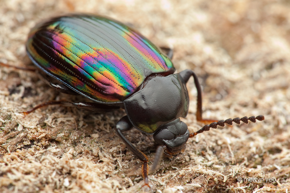 tenebrionidae_darkling_beetle_by_melvynyeo-d6ekpdk.jpg