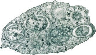 wolbachia baktériumok
