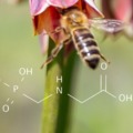 A glifozát igenis káros a méhekre