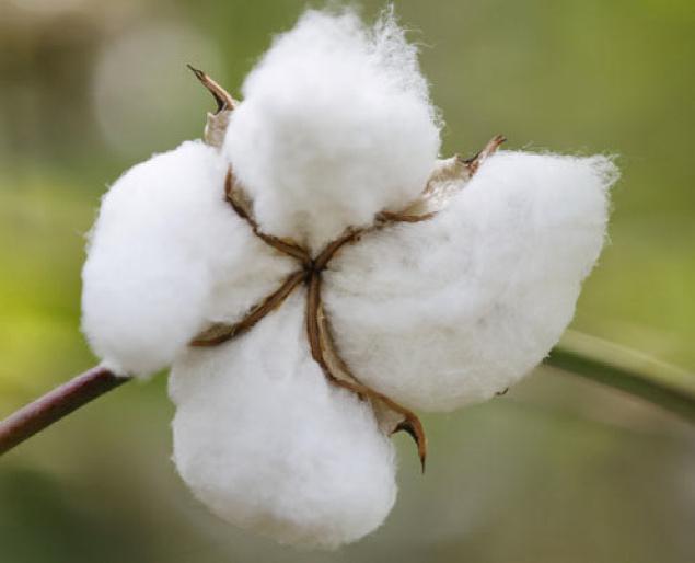 cotton_the_hindu.jpg