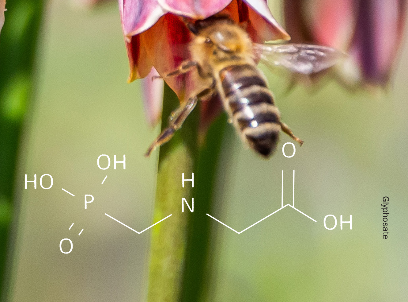 glyphosate_based_herbicides_and_their_impact_on_bees_p3_crop.png