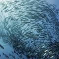 A tengeri halak a fenntartható táplálkozásban - kampeca a halfogyasztásnak?