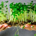 Kertészkedés az erkély nélküli panelekben - Mikrozöldek termesztése, amik a salátádban is jól mutatnak