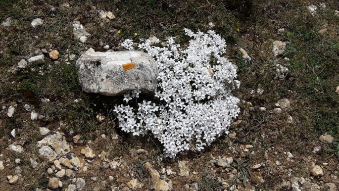 El camino, Francia Út, virágok a kövek között
