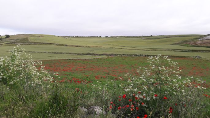 El camino táj