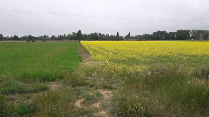 El camino, Francia Út, sárga repce mező