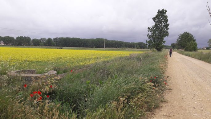 El camino, Francia Út, sárga repce mező