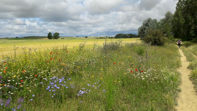 El camino, Francia Út, sűrű, sötét felhők és szép virágok