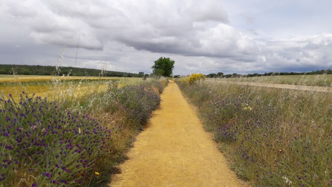 El camino, Francia Út, út a Mesetán