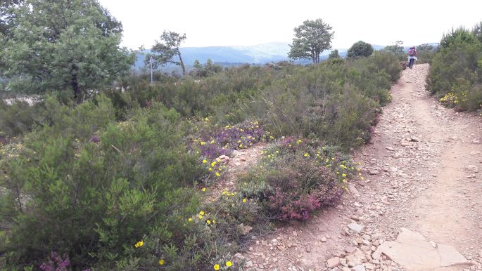 El camino, Francia Út, virágokkal szegélyezett út