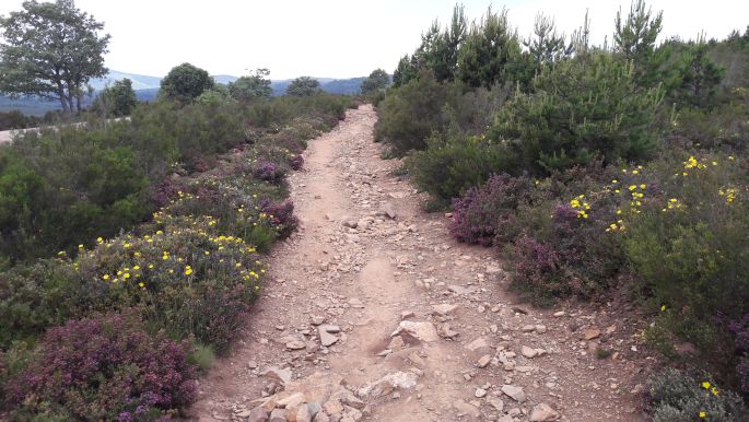 El camino, Francia Út, virágokkal szegélyezett út felfelé