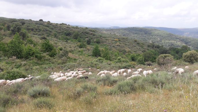 El camino, Francia Út, .... és sok szép birkával :-)