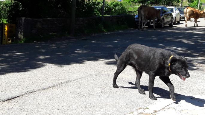 El camino, Francia Út, kutya